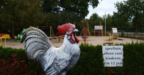 De haan bij de speeltuin